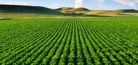 Rows of sugarbeets in Yellowstone River Valley noted for their production in Sidney, Montana, USA