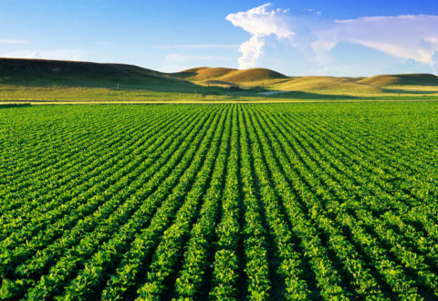 Rows of sugarbeets in Yellowstone River Valley noted for their production in Sidney, Montana, USA