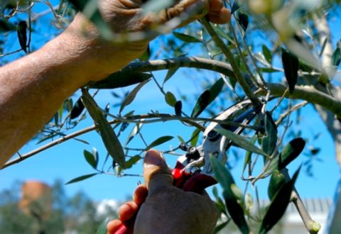 olivicoltura-xylella-olivo-oliviby-peuceta-fotolia-750