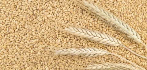 cereali-grano-by-teodora-d-fotolia-750