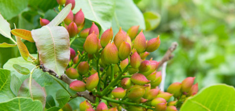 Ripening the fruit of the pistachio tree