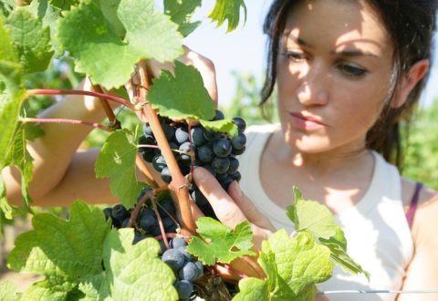 donna-agricoltura-donne-by-auremar-fotolia-750x500