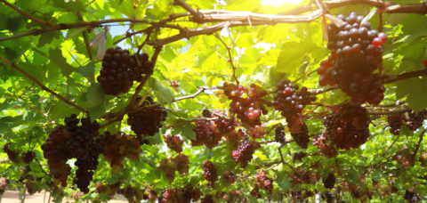 grapes in vineyard on a sunny day