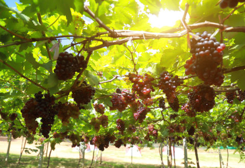 grapes in vineyard on a sunny day