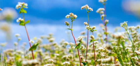 Blooming buckwheat field under the summer sky with clouds