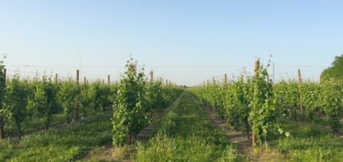 agricoltura-campi-vigneti-romagna-vitigni-mag-2015-by-cristiano-spadoni