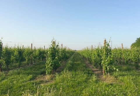 agricoltura-campi-vigneti-romagna-vitigni-mag-2015-by-cristiano-spadoni