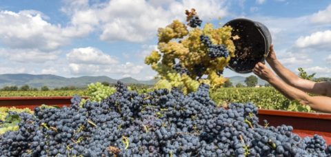 vendemmia-uva-vino-by-francis-bonami-fotolia-750