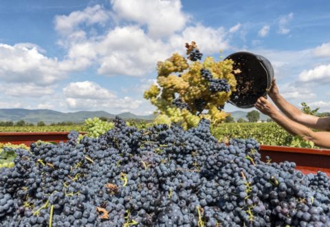 vendemmia-uva-vino-by-francis-bonami-fotolia-750