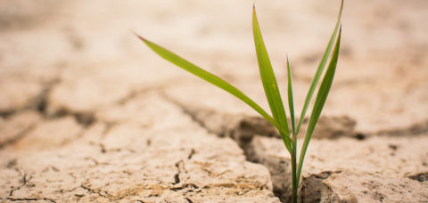 Little green plant on crack dry ground, concept drought