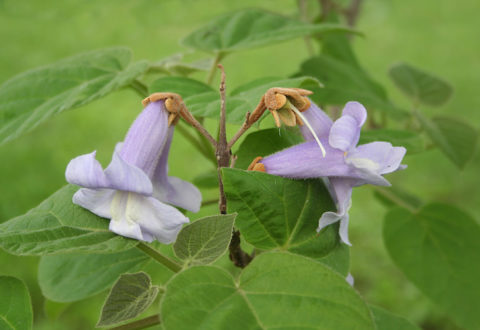 fiori viola di Paulonia. Paulonia tormentosa. albero in fiore.